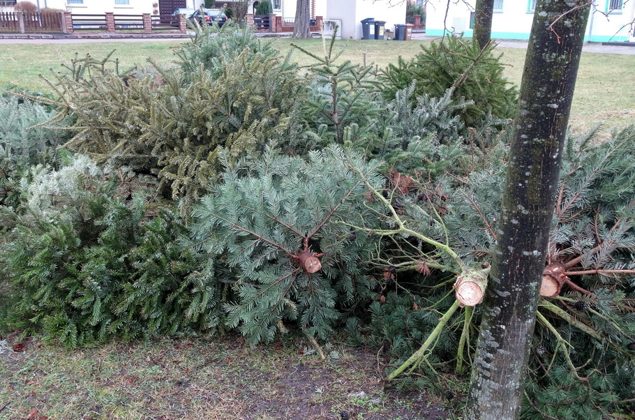 Aus der Baum: Weihnachtsbaumentsorgung startet am 12. Januar 2026 - HalleSpektrum.de