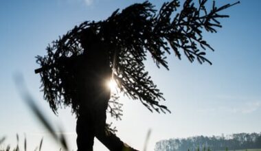 Nordmanntannen sind besonders beliebt als Weihnachtsbäume, auch auf dem Schwarzmarkt.