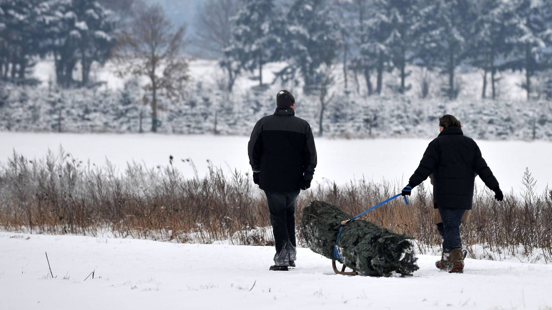 Weihnachtsbaumkauf im Schnee bei Hannover (Archivbild): Ein seltener Anblick in den letzten Jahren. Weihnachtsbaumkauf im Schnee bei Hannover (Archivbild): Ein seltener Anblick in den letzten Jahren.