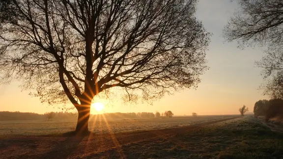 Am frühen Morgen über einer Wiese in Bornhorst zeigt sich die Sonne hinter einem Baum.