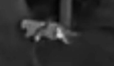 Die mutmaßliche Großkatze war wohl keine