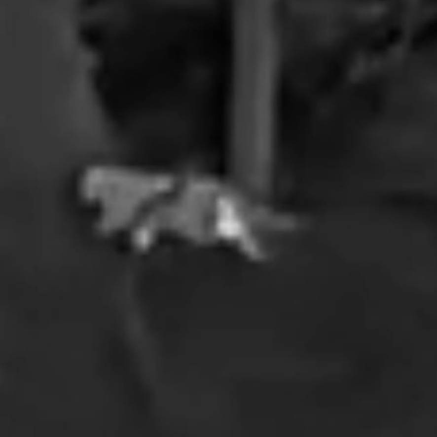 Die mutmaßliche Großkatze war wohl keine