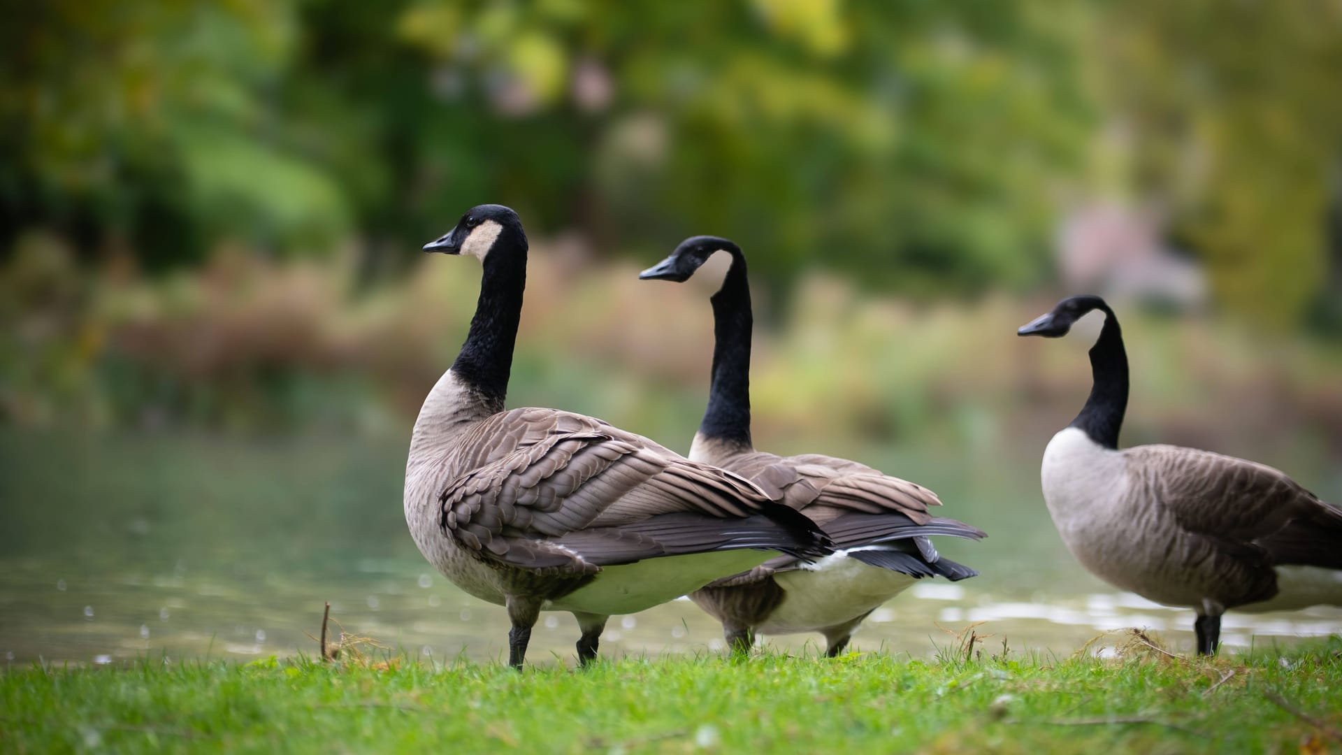 Wildgänse an einem Seeufer (Symbolfoto): Nun wurde die hochinfektiöse Variante H5N1 auch im Düsseldorfer Stadtgebiet festgestellt. Wildgänse an einem Seeufer (Symbolfoto): Nun wurde die hochinfektiöse Variante H5N1 auch im Düsseldorfer Stadtgebiet festgestellt.