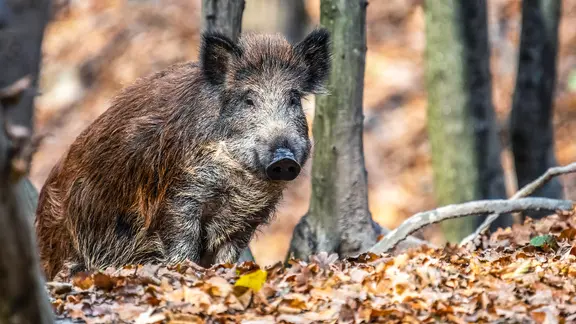 Ein Wildschwein im Wald.