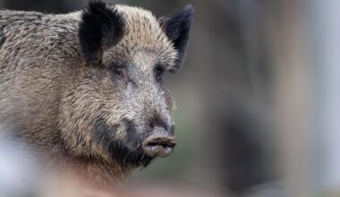 Stadt muss Jagdprämie endlich umsetzen