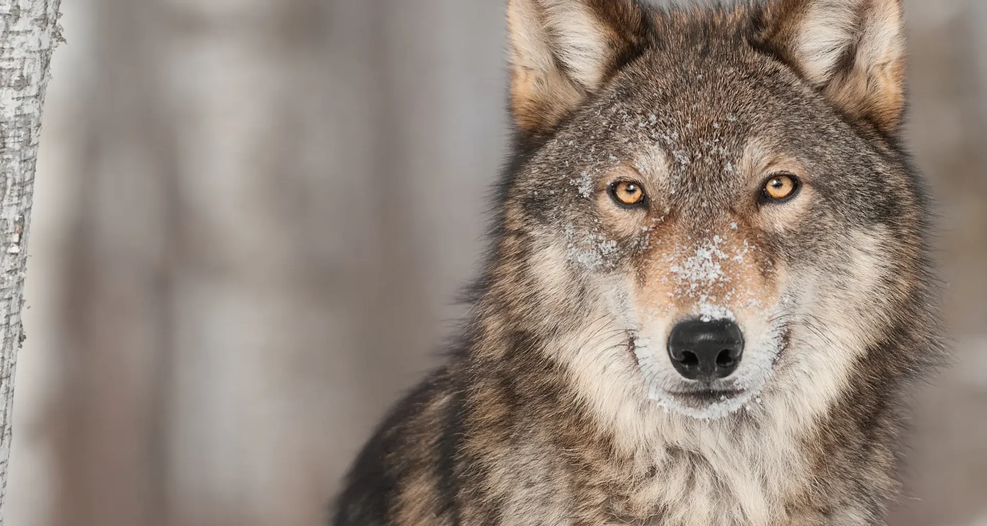 Bundesregierung will Abschüsse von Wölfen erleichtern