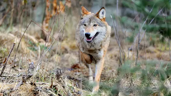 Ein freilebender Wolf streift durch eine waldiges Gelände.