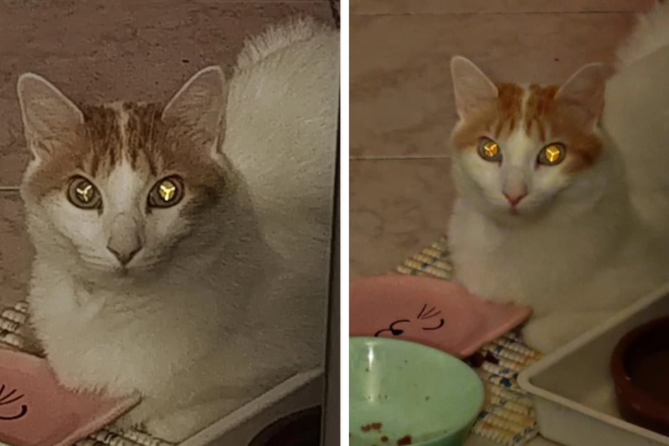 Ein ganz gewöhnlicher Schnappschuss im eigenen Zuhause entwickelte sich zu einem viralen Rätsel.