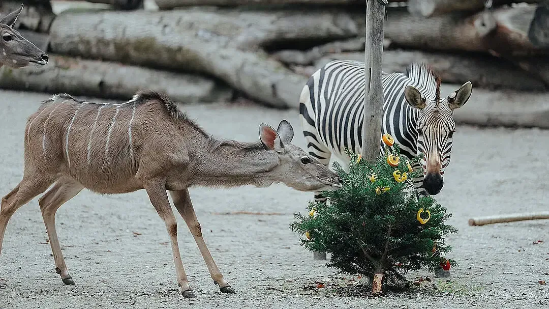 Zebras und Kudus freuen sich über einen mit Orangen und Paprika dekorierten Tannenbaum. Zebras und Kudus freuen sich über einen mit Orangen und Paprika dekorierten Tannenbaum.