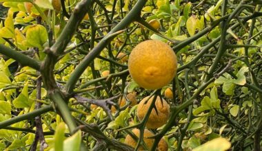 Pillnitz: Sachsens ältester Zitrusbaum – und was ihn so besonders macht