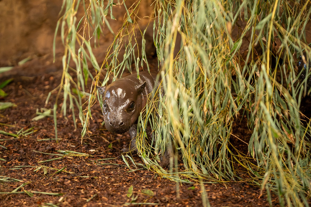 Besucher im Zoo Duisburg warten gespannt - sie brauchen viel Glück