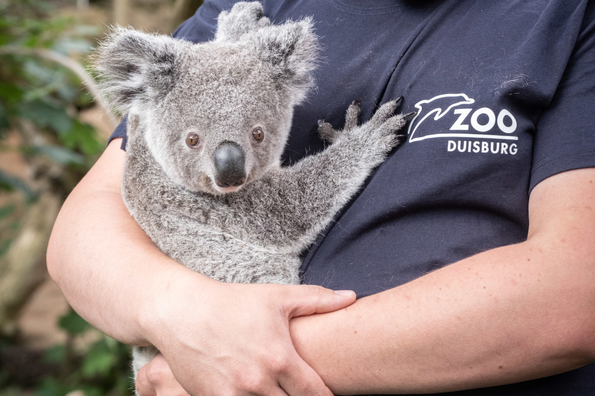 Zoo Duisburg mit wichtiger Ticketinfo - es geht ums Wochenende