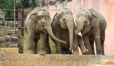 Zoo Hannover mit Weihnachts-Tradition! Sie ist ein Highlight für Tiere