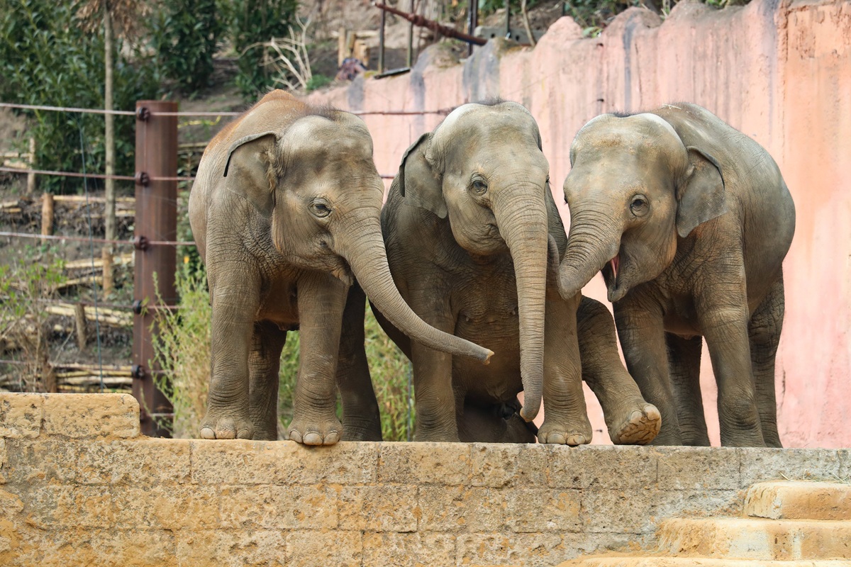 Zoo Hannover mit Weihnachts-Tradition! Sie ist ein Highlight für Tiere