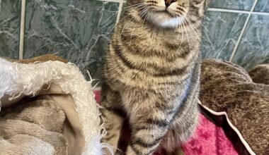 Kater Leopold aus dem Mainzer Tierheim ist das Tier der Woche