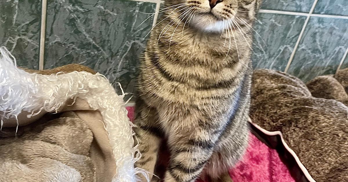 Kater Leopold aus dem Mainzer Tierheim ist das Tier der Woche