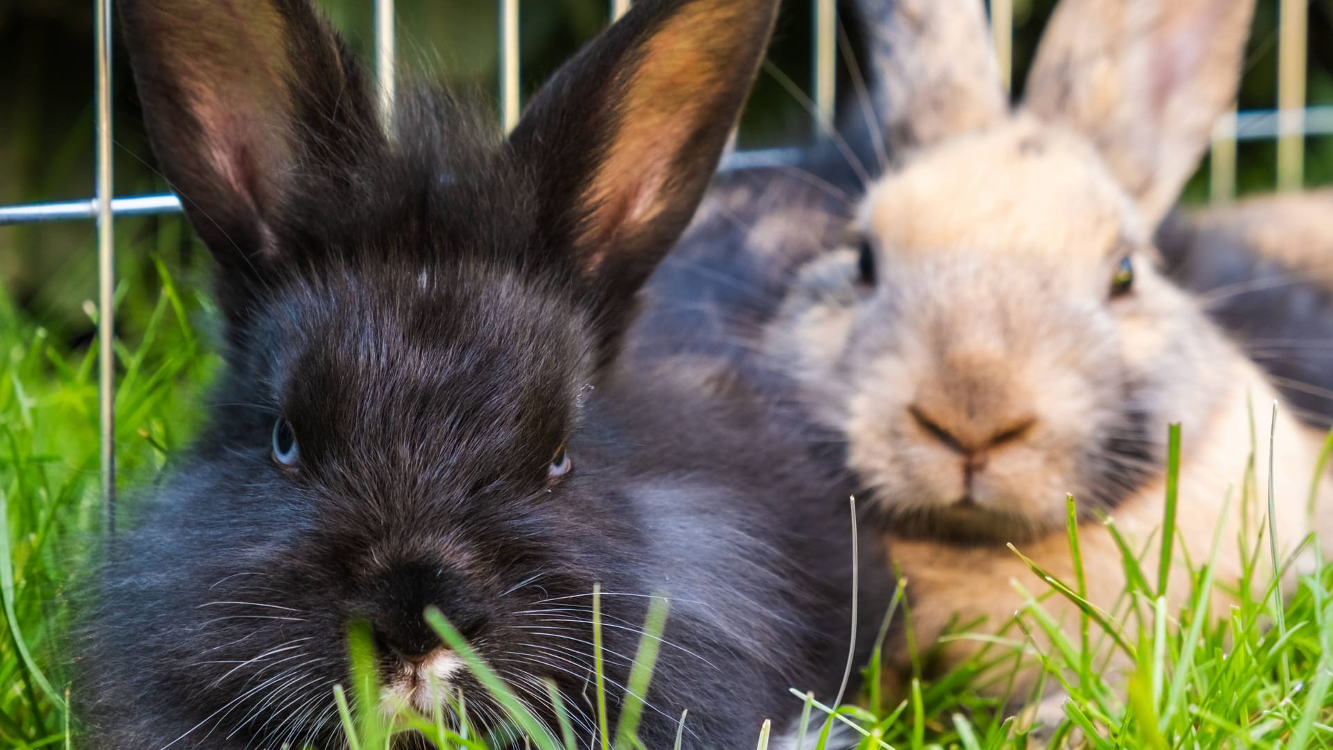 Zwei Kaninchen liegen im Gras (Symbolbild): Das Franziskus Tierheim sucht jemanden, der zwei Kaninchen zusammen adoptieren möchte. Zwei Kaninchen liegen im Gras (Symbolbild): Das Franziskus Tierheim sucht jemanden, der zwei Kaninchen zusammen adoptieren möchte.