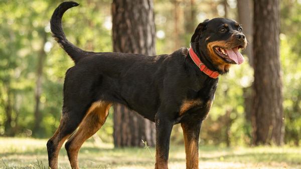 Cara, ein Rottweiler, ist erst ein halbes Jahr alt und braucht endlich ein schönes Zuhause. Die junge Hündin stammt aus schlechter Haltung, sie wurde viel zu dünn ihren Besitzern abgenommen. Anfangs ist sie sehr schüchtern bis ängstlich bei Menschen. „Vor allem mit Männern hat sie scheinbar schlechte Erfahrungen gemacht und braucht viel Zeit“, betonen die Tierheimmitarbeiter. Cara kann vermutlich alleine bleiben. Sie tritt draußen mit anderen Hunden dominant auf. Cara braucht Menschen, die Erfahrung mit Hunden haben, die sicher im Umgang sind und sie leiten können. Auch kann sie in eine Familie mit größeren Kindern. In Bayern ist Cara ein Hund der Kategorie zwei, deshalb ist ein Wesenstest vonnöten.