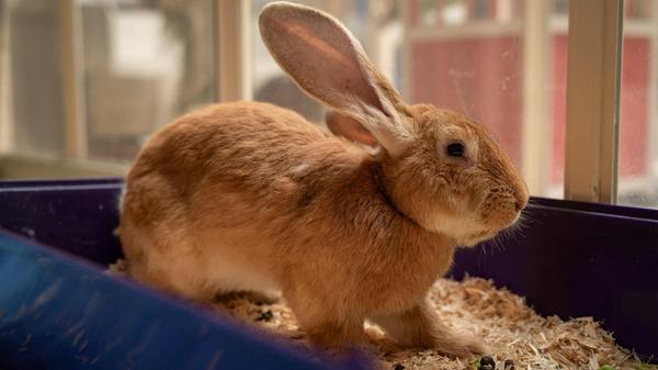 Bombur wurde mit elf anderen Großkaninchen aus schlechter Haltung gerettet. Zwei haben es leider nicht überlebt. Trotz der schlechten Haltung sind alle Kaninchen sehr aufgeschlossen dem Menschen gegenüber. Er wünscht sich ein Zuhause in Innenhaltung mit ausreichend Platz und Partnertier. Man sollte sich bewusst sein, dass die Kaninchen aus schlechter Haltung etwas pflegeintensiver sind. Sie haben offene Liegeschwielen mit aufgerissenen Pfoten, die weiter versorgt werden müssen. Außerdem sind sie vermutlich alle Inzucht, es könnten also weitere gesundheitliche Probleme kommen wie evtl. Backenzahnprobleme.