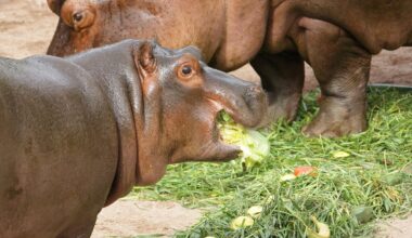 Zwei Flusspferde futtern Gemüse im Zoo Hannover.