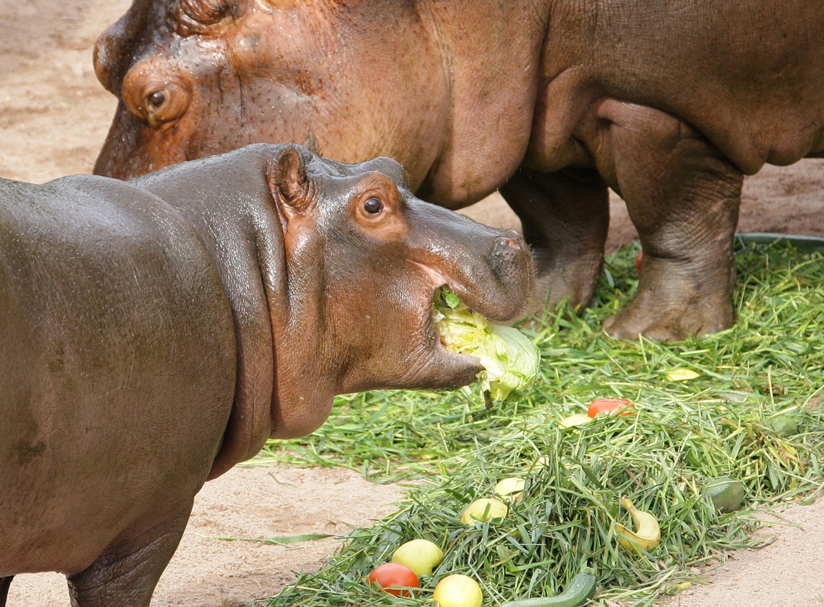 Zwei Flusspferde futtern Gemüse im Zoo Hannover.