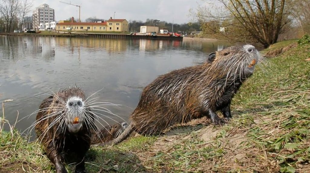 Willkommen in Halle: Wer sind die tierischen Mitbewohner, die in Halle längst heimisch sind?
