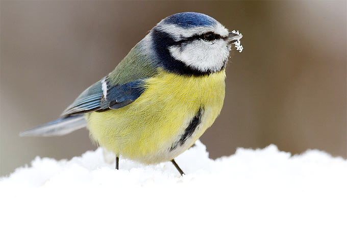 Blaumeise im Schnee - Foto: Frank Derer