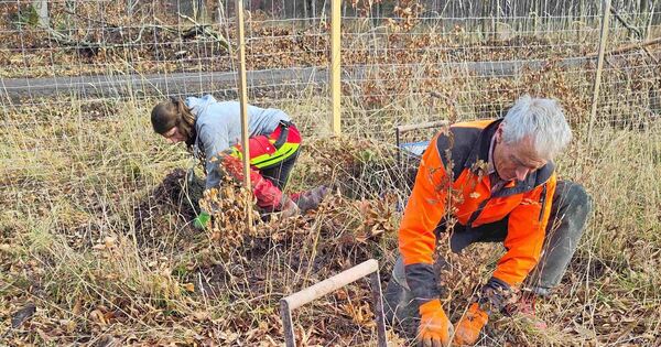So soll der Wald zukunftsfest werden