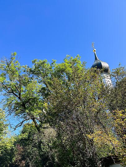Ernten erlaubt: Von diesem Apfelbaum auf öffentlichem Grund, am Übergang von der Lebscheestraße zur Birkenleiten, können Bürger im Herbst Äpfel ernten.
