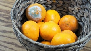 Verschimmelte Mandarinen in einem Obstkorb. Symbolbild zum Überblick: Schimmel an Lebensmitteln wie Brot, Obst oder Käse – was muss ich wegwerfen, was kann ich noch essen? (Foto: Adobe Stock, poteco) Verschimmelte Mandarinen in einem Obstkorb. Symbolbild zum Überblick: Schimmel an Lebensmitteln wie Brot, Obst oder Käse – was muss ich wegwerfen, was kann ich noch essen?