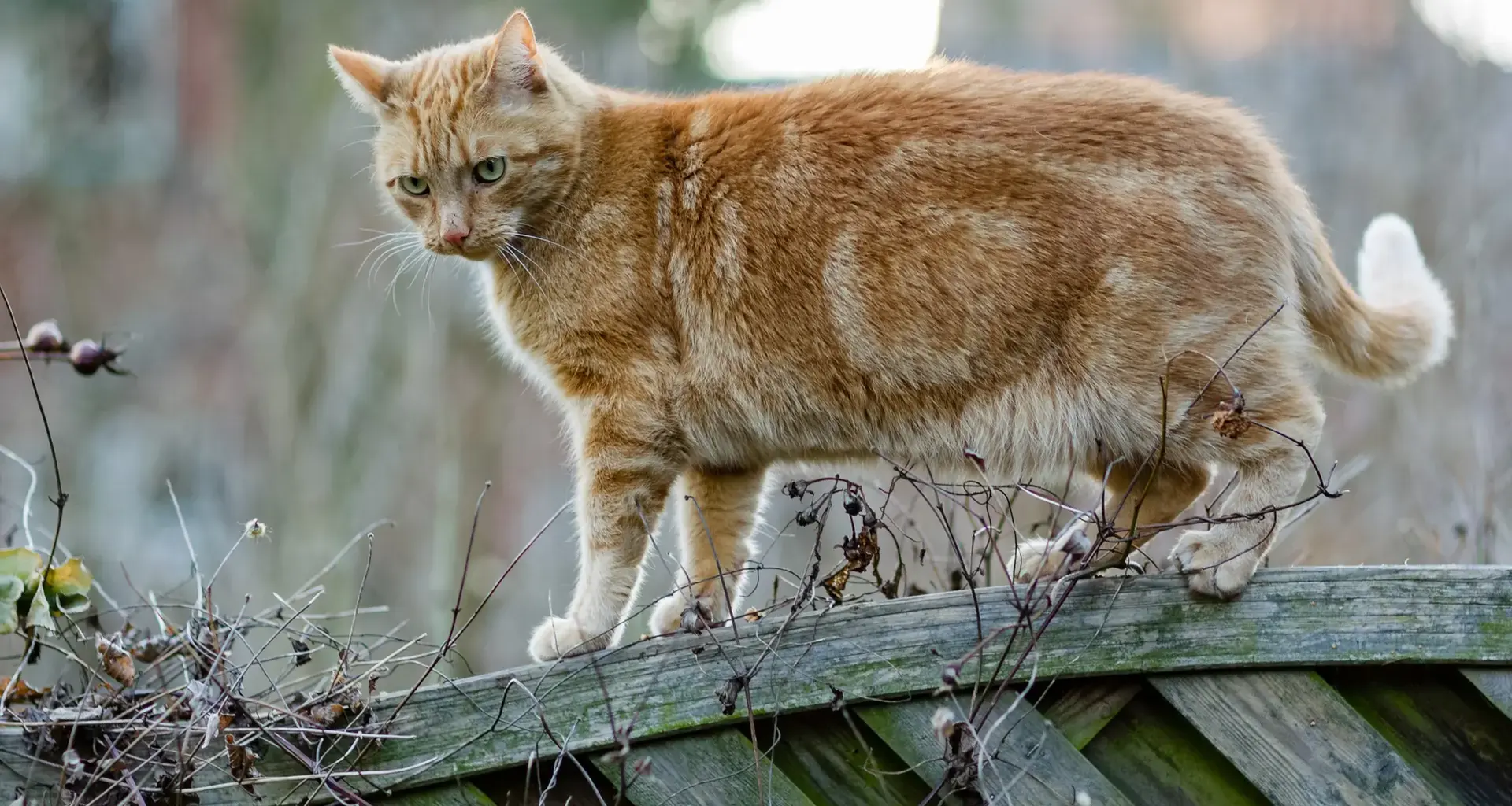 Neue Regeln für Hamburger Katzenbesitzer seit Neujahr