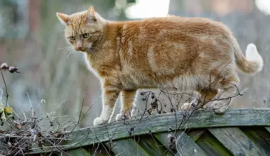 Neue Regeln für Hamburger Katzenbesitzer seit Neujahr