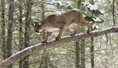 USA: Frau stirbt bei mutmaßlichem Puma-Angriff im US-Bundesstaat Colorado