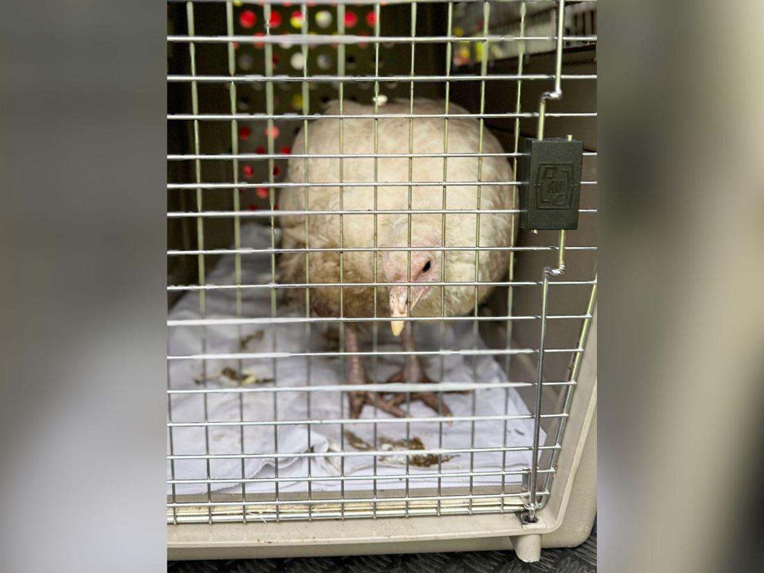 Tierrettung Essen rettet Hühner