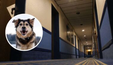 Familie wird von eigenem Hund in Münchner Hotelzimmer festgehalten