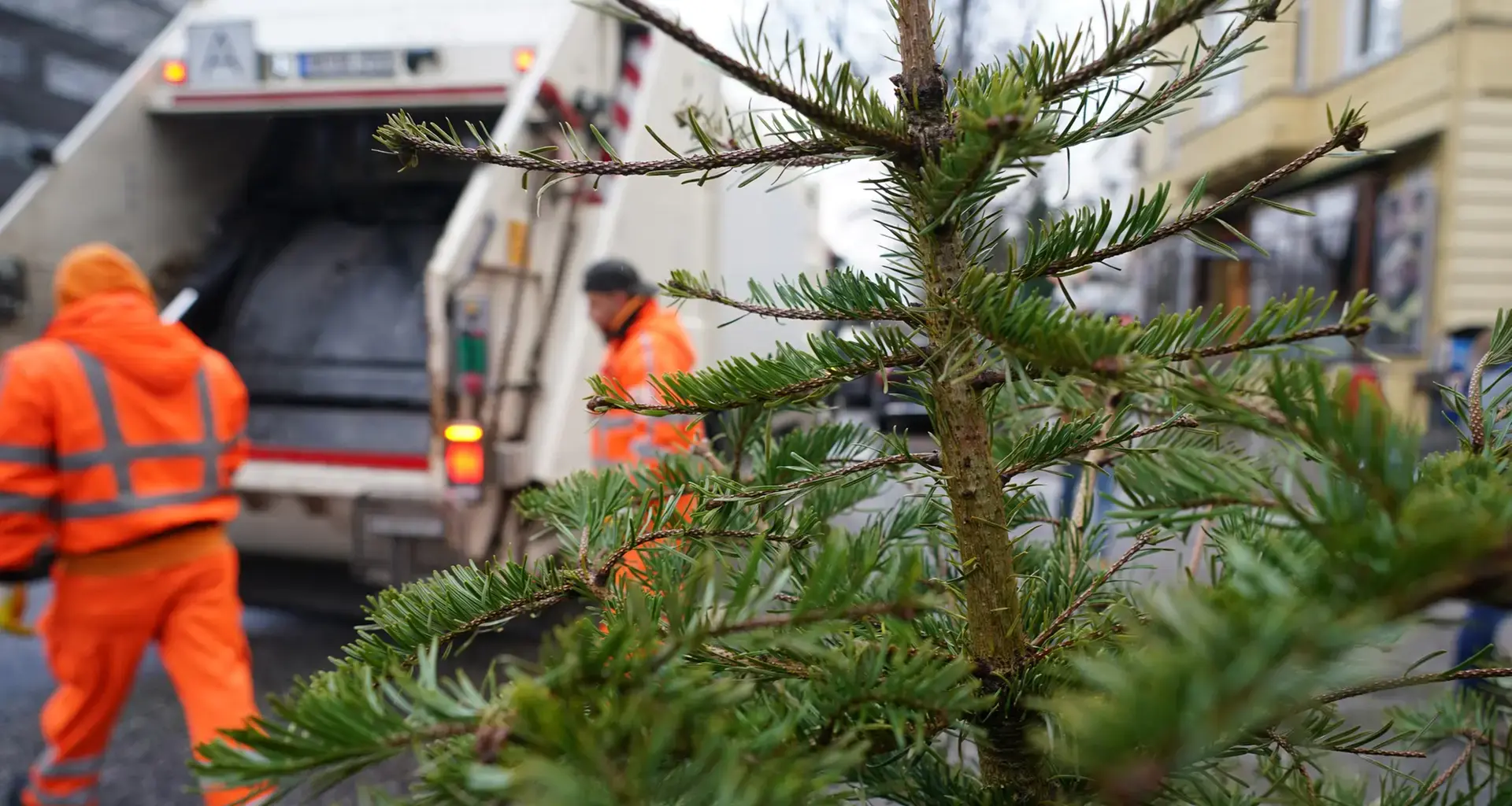 Stadtreinigung holt Weihnachtsbäume ab: Die Termine in Hamburg