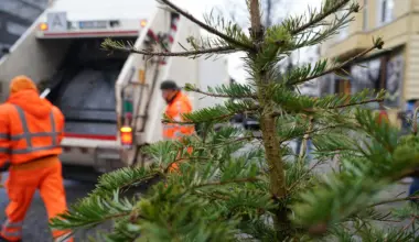 Stadtreinigung holt Weihnachtsbäume ab: Die Termine in Hamburg