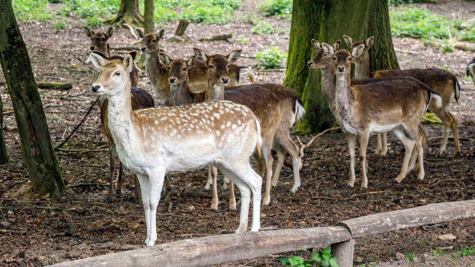 imago images 155781757 imago images 155781757