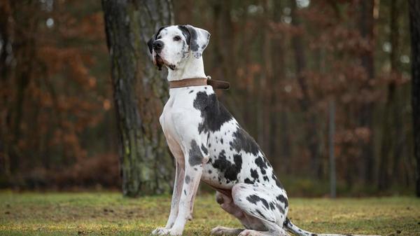 Dogge Karl hat die Nürnberger Einrichtung von einem anderen Tierheim übernommen. „Der Rüde ist sehr nett mit Menschen und freut sich über Aufmerksamkeit“, berichten die Mitarbeiter. Der sechs Jahre alte Karl mag keine Artgenossen und andere Tiere. Auch Kinder sollten nicht im neuen Zuhause leben. Für den gefleckten Vierbeiner wünschen sich die Mitarbeiter ein ländlicheres Zuhause bei Menschen mit Doggenerfahrung, die mit ihm an seiner Leinenführigkeit arbeiten. Der kastrierte Rüde kennt den Maulkorb und pöbelt draußen auch mal an der Leine. Man sollte also in der Lage sein, ihn halten zu können.