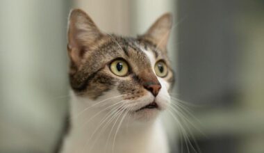 Wer hat uns lieb? Diese Vierbeiner aus dem Nürnberger Tierheim suchen ein schönes Zuhause