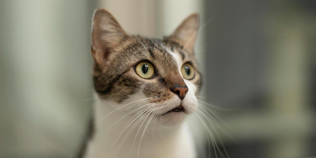 Wer hat uns lieb? Diese Vierbeiner aus dem Nürnberger Tierheim suchen ein schönes Zuhause