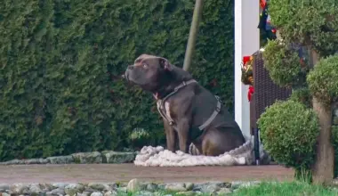 Lohne: Hund verteidigt Verstorbenen gegen Rettungskräfte