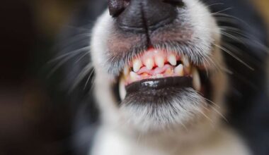 Hund lässt Familie nicht aus Hotelzimmer – jetzt schalten sich Tierschützer ein