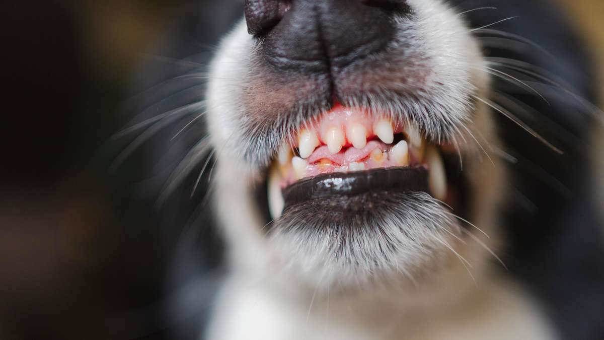 Hund lässt Familie nicht aus Hotelzimmer – jetzt schalten sich Tierschützer ein