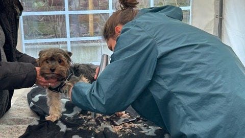 Eine Hundefriseurin rasiert in der Vesperkirche Karlsruhe einem Yorkshire Terrier die Haare.