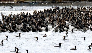 Kormorane in Potsdam lösen Streit zwischen Anglern und Naturschützern aus