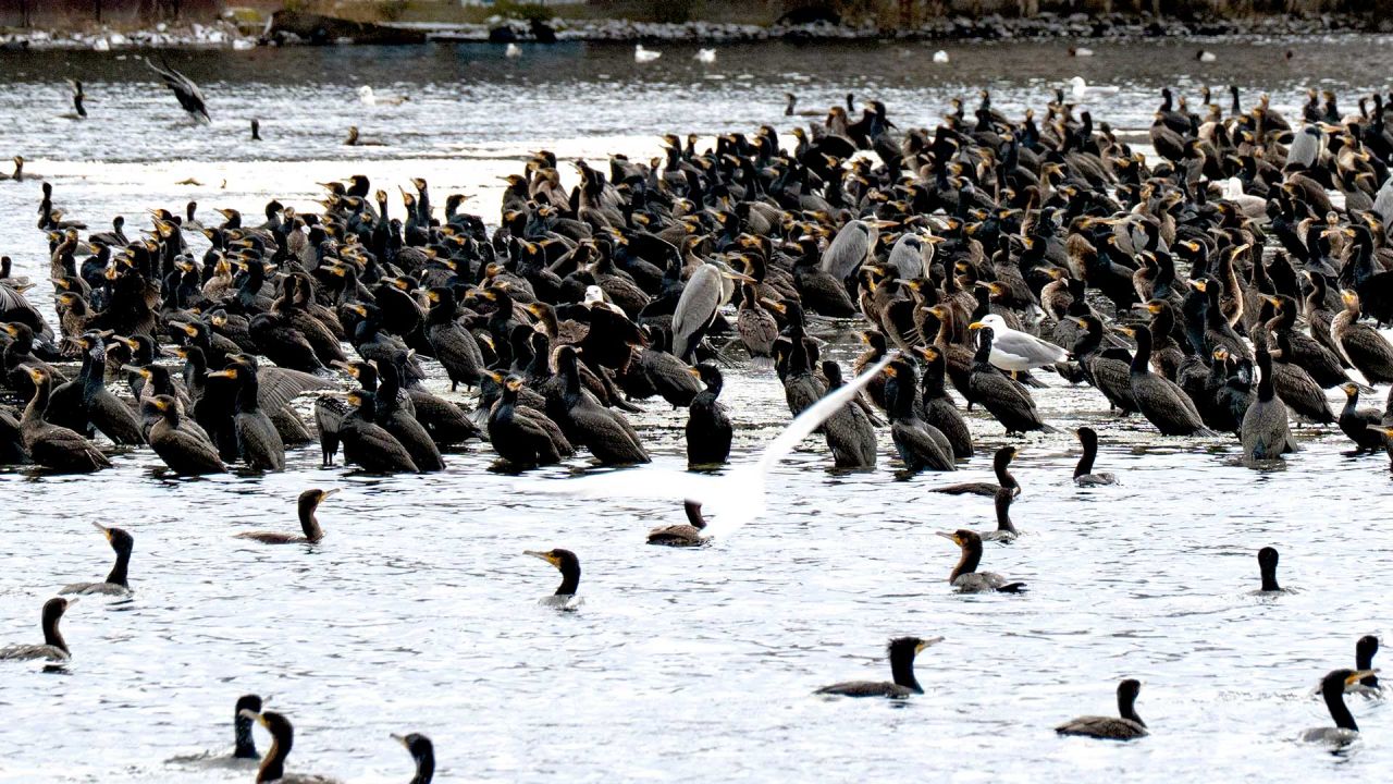 Kormorane in Potsdam lösen Streit zwischen Anglern und Naturschützern aus