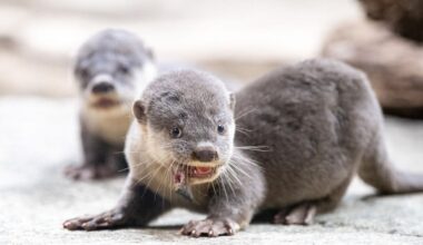 Inventur im Zoo: Zoo Dresden mit mehr Gästen und pelzigen Zugängen