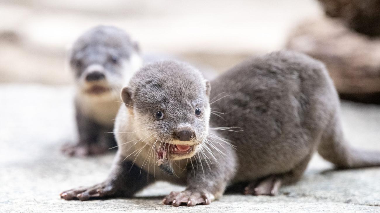 Inventur im Zoo: Zoo Dresden mit mehr Gästen und pelzigen Zugängen