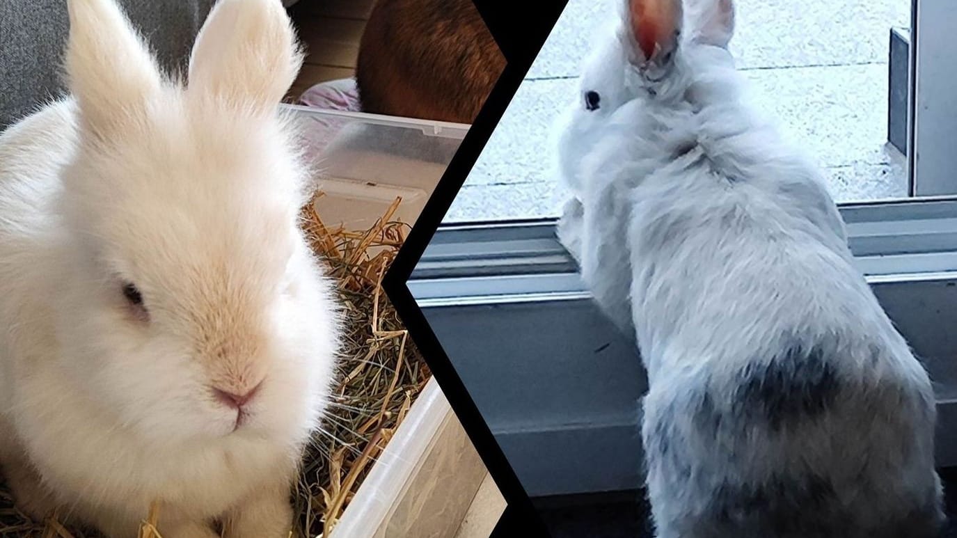 Kaninchen Maxi wird seit Montag vermisst: Wer hat das verschwundene Tier gesehen?